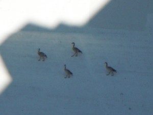 6th Street Bridge March 28, 2015 045